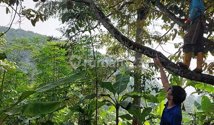 Tanah Kebun, SHM, di Cipatat Padalarang 4416 M² Tanah Kebun, SHM, di Cipatat Padalarang 4416 M²