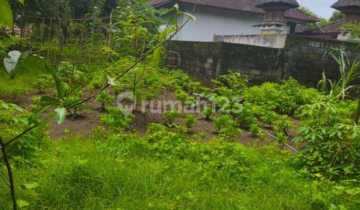 Disewakan Tanah Dipurigading Jimbaran Kuta Selatan Badung Bali Disewakan Tanah Dipurigading Jimbaran Kuta Selatan Badung Bali