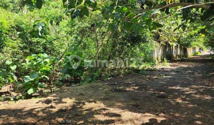 Dijual Tanah 50 Are Idr 500 Juta Per Are di Pecatu Kuta Selatan Badung Bali