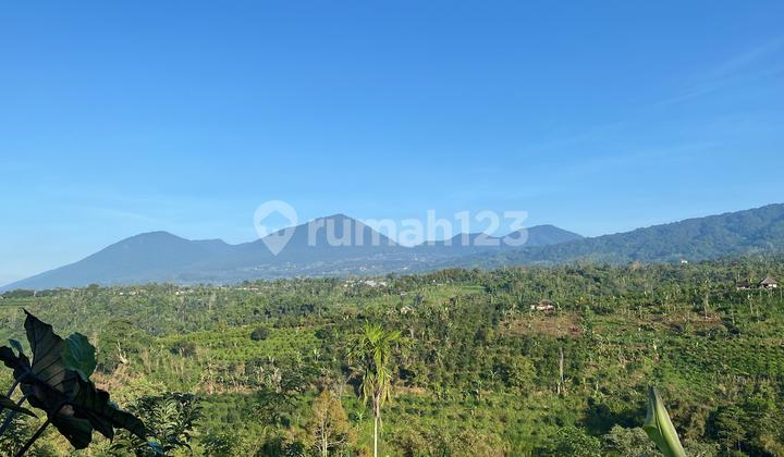 Tanah 50 Are Dipetang Badung Bali Tanah 50 Are Dipetang Badung Bali