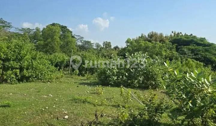 Land for Sale 4960M² IDR 275 Million Per Are Near Poltekpar Bali STP Nusa Dua