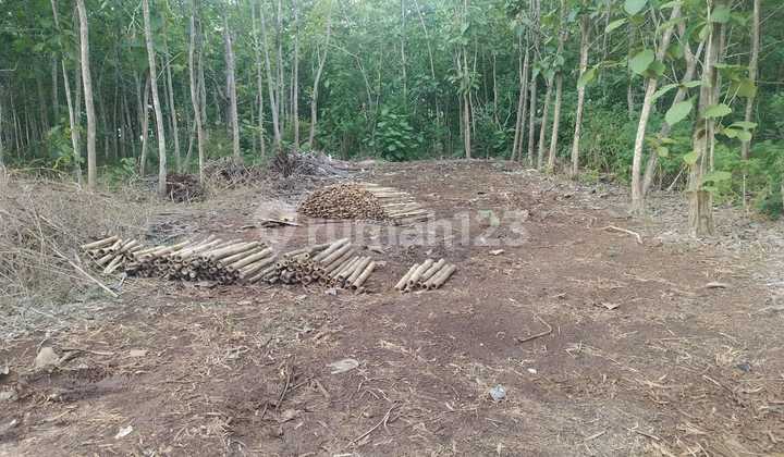 Dijual Tanah 3550 M² Idr 300 Juta Per Are Dekat Smp Negeri 5 Kutuh Kuta Selatan Badung Bali Dijual Tanah 3550 M² Idr 300 Juta Per Are Dekat Smp Negeri 5 Kutuh Kuta Selatan Badung Bali