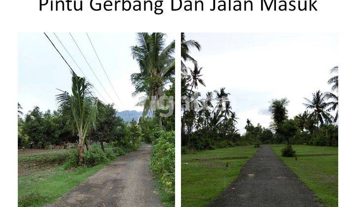 TANAH KAVLING DESA CELUKAN BAWANG GEROKGAK 2