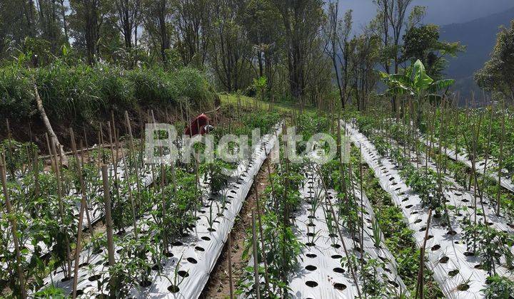 Tanah Bonus Rumah Di Kemuning, Lolasi Dekat Candi Cetho 2