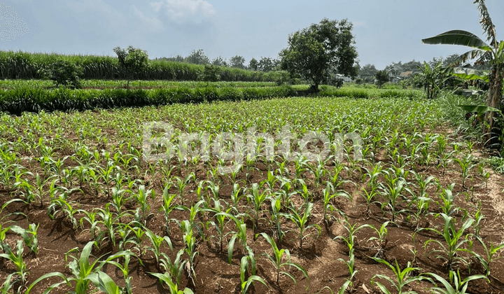 TANAH SAWAH - PERUMAHAN MURAH AREA SRAGEN 1