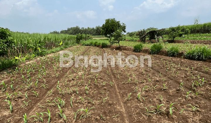 TANAH SAWAH - PERUMAHAN MURAH AREA SRAGEN 2