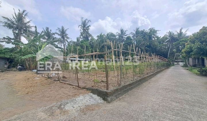 For sale, land in Pekarangan near Samas Beach. For sale, land in Pekarangan near Samas Beach.