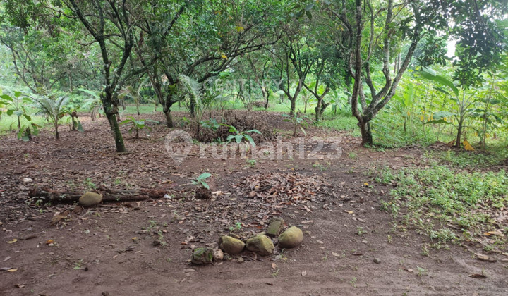 Tanah Dekat Perumahan di Jl Raya Cileungsi Cipeucang Kab Bogor