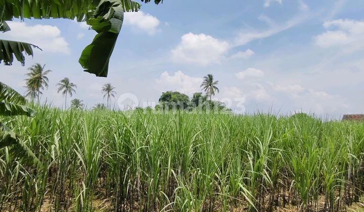 Tanah Luas Lokasi Poros Jalan Raya Gondanglegi Malang Tanah Luas Lokasi Poros Jalan Raya Gondanglegi Malang