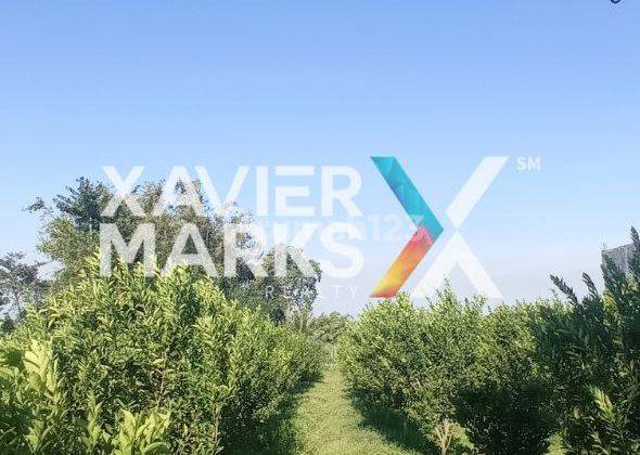 Kebun Jeruk Prospektif Hitung Tanah Dijual Di Dau Malang 3