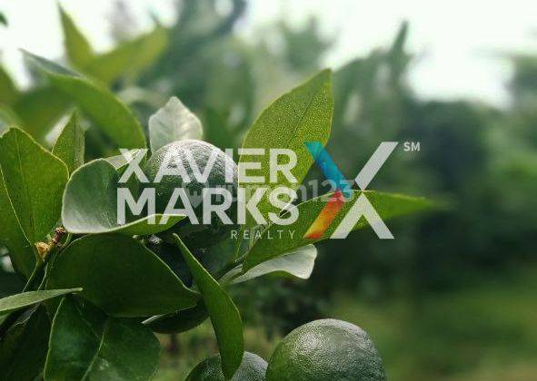 Kebun Jeruk Prospektif Hitung Tanah Dijual Di Dau Malang 1