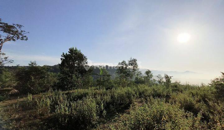 Tanah luas cocok untuk area wisata Gunung Kidul Yogyakarta 3