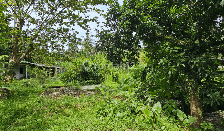 Tanah Cocok Untuk Usaha di Muncul Puspitek Tangsel 1