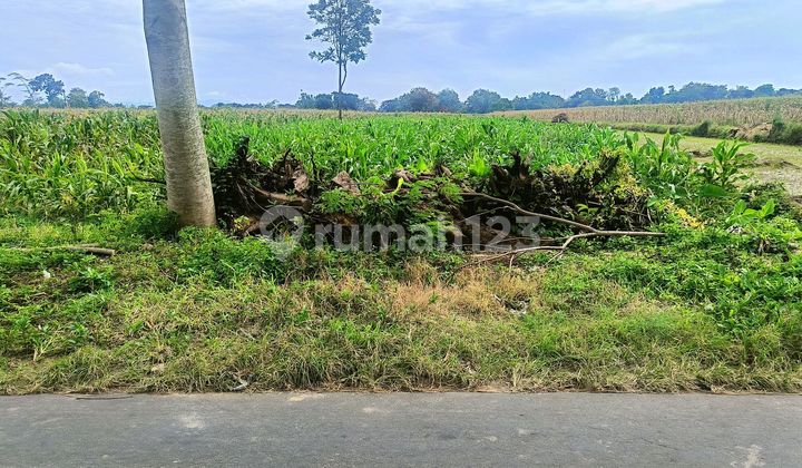 Tanah Sawah Produktif Pinggir Jalan bisa untuk Usaha Tanah Sawah Produktif Pinggir Jalan bisa untuk Usaha