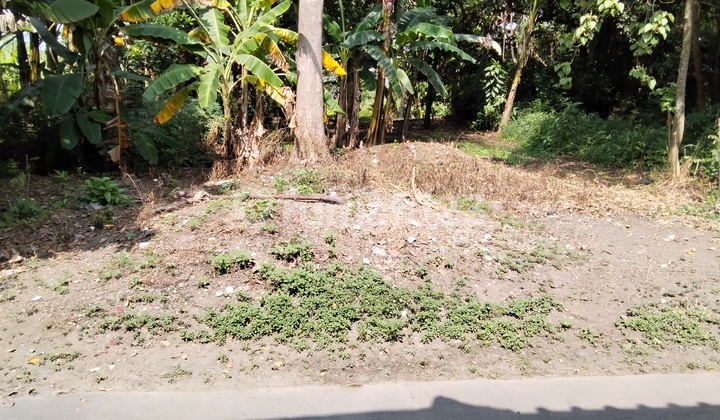 Tanah Pekarangan Dekat Kampus Unwida Klaten Tanah Pekarangan Dekat Kampus Unwida Klaten