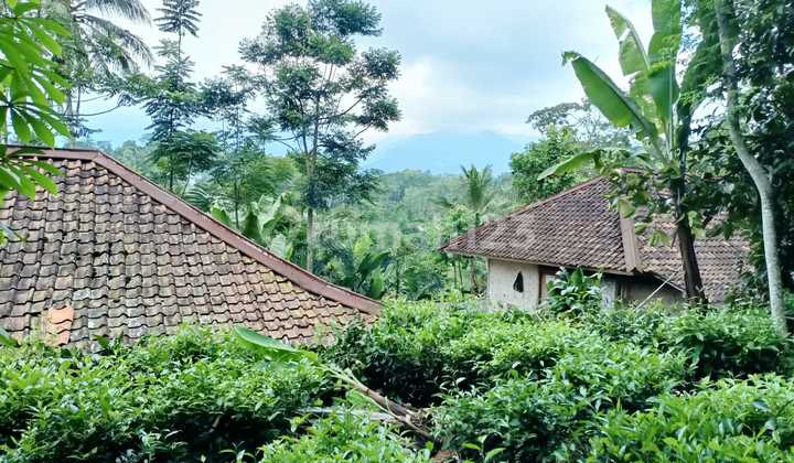 Jual Murah Tanah Kebun Manggis Dekat Pemukiman Penduduk Bojong Purwakarta Jual Murah Tanah Kebun Manggis Dekat Pemukiman Penduduk Bojong Purwakarta