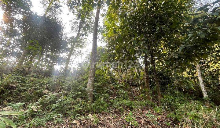 Jual Murah Tanah 1,8 Ha Kebun Manggis + Durian di Wanayassa Purwakarta 2