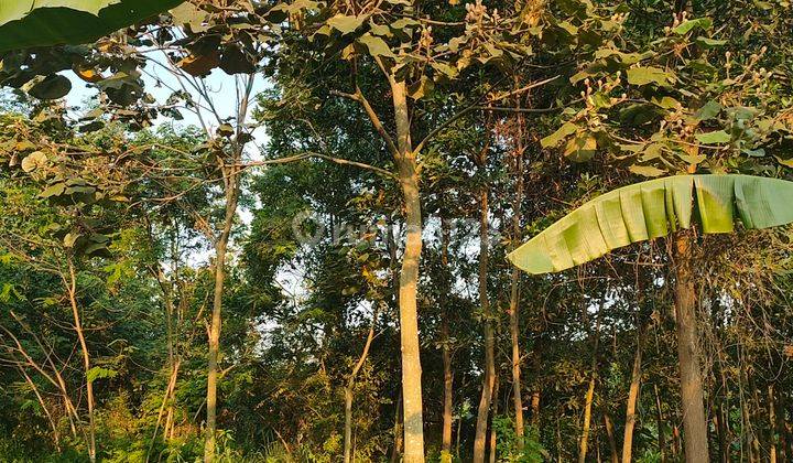 Jual Murah Tanah Kebun Dekat Wisata Situ Cisaat Campaka Purwakarta 7