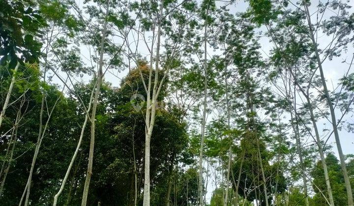 Tanah Kebun Sengon Albasiah Dekat Darana Umum Alun Alun Bojong Purwakarta 4