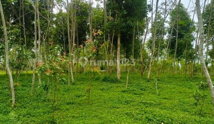 Tanah Kebun Sengon Albasiah Dekat Darana Umum Alun Alun Bojong Purwakarta 5