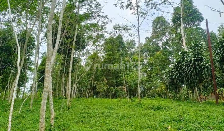 Tanah Kebun Sengon Albasiah Dekat Darana Umum Alun Alun Bojong Purwakarta 7