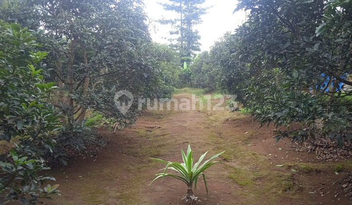Tanah Datar Kebun Alpukat + Bangunan Rumah Bambu dan Kandang Ternak Kambing di Purwakarta SHM 5