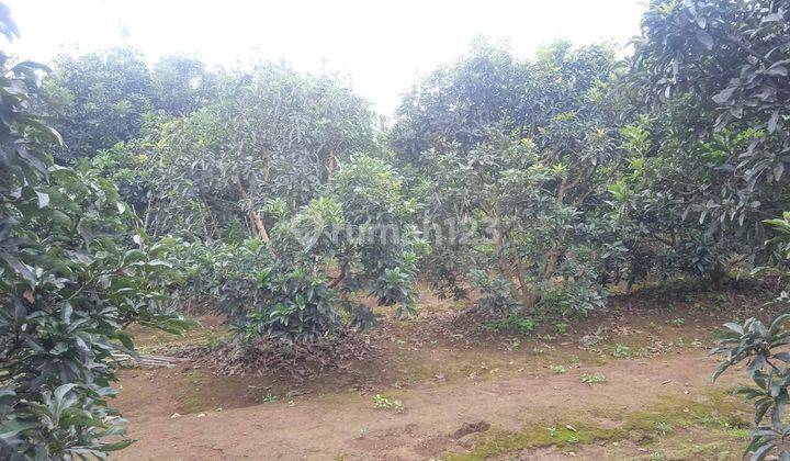Tanah Datar Kebun Alpukat + Bangunan Rumah Bambu dan Kandang Ternak Kambing di Purwakarta SHM 6