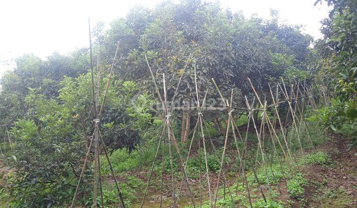 Tanah Datar Kebun Alpukat + Bangunan Rumah Bambu dan Kandang Ternak Kambing di Purwakarta SHM 10