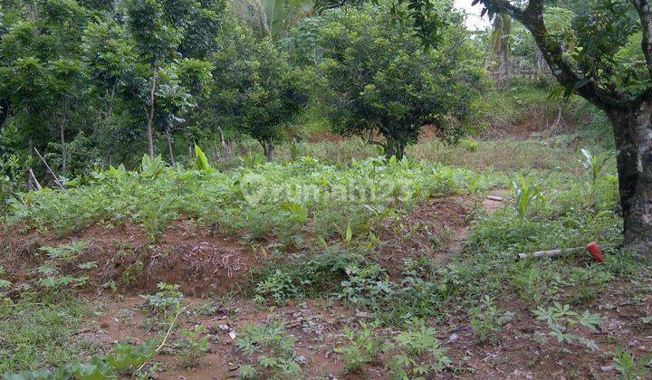 Tanah Pinggir Jalan Besar Dijual Murah di Cibatu Purwakarta 2