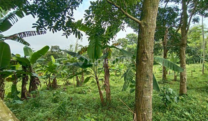 Dijual Tanah Kebun Pinggir Jalan di Bojong Purwakarta Dekat Lapangan Bola 2