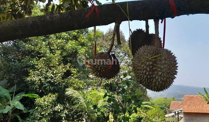 Jual Tanah 5000 M2 Kebun Durian Dan Manggis di Wanayasa Kiarapedes Purwakarta 1