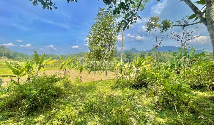 Tanah Kebun Nangka Dijual di Daerah Dingin Bojong Purwakarta 1