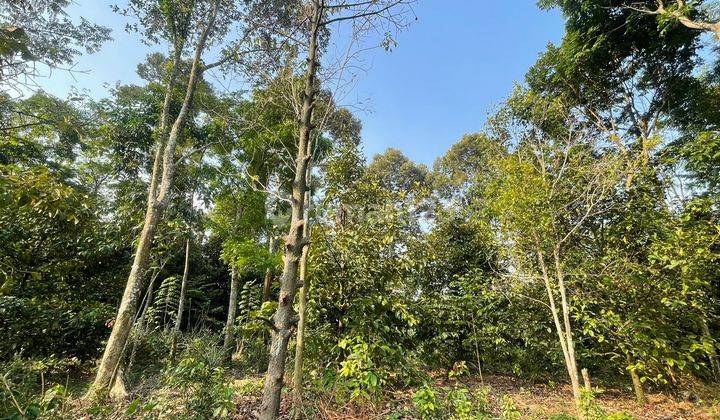 Jual Murah Tanah 1,8 Ha Kebun Manggis + Durian di Wanayassa Purwakarta 1