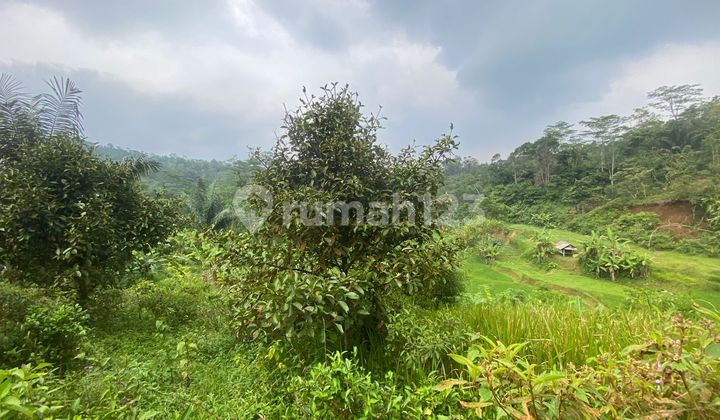 Jual Tanah Kebun Manggis 1200 M2 di Pedesaan Bojong Purwakarta