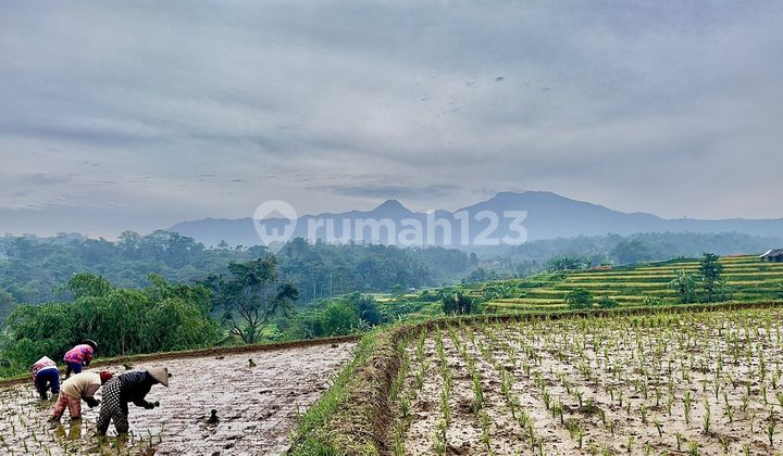 Dijual Tanah Sawah Pemandangan Bagus Luas 2500 m2 Darangdan Purwakarta Dijual Tanah Sawah Pemandangan Bagus Luas 2500 m2 Darangdan Purwakarta