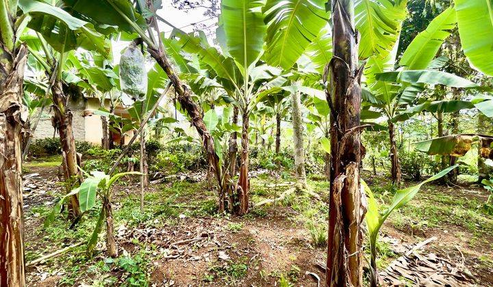 Tanah Kebun Pisang Dan Cengkeh Pinggir Jalan Daerah Dingin Purwakarta 1