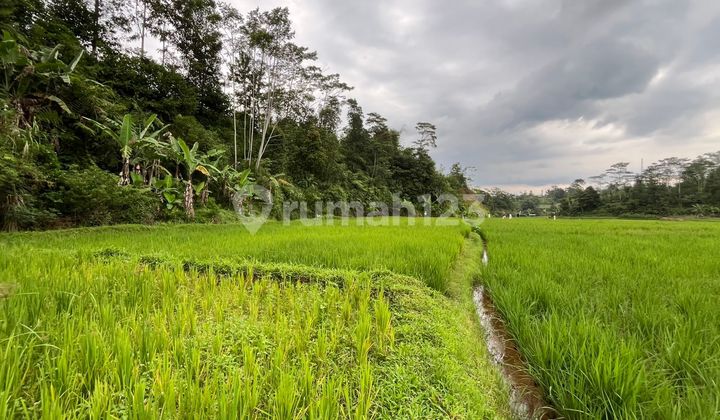 Dijual Murah Sawah Produktif di Pedesaan Free Biaya Balik Nama SHM