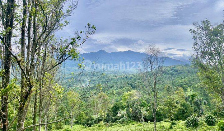 Dijual Tanah Kebun Teh Dan Cengkeh Produktif di Daerah Dingin Subang 1