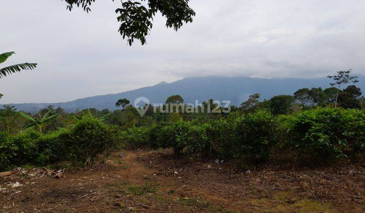 Dijual Murah Tanah Kebun Teh Pinggir Jalan Mobil di Bojong Purwakarta 2