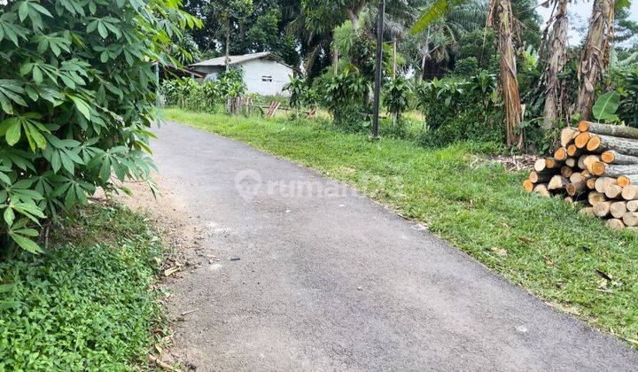 Dijual Tanah Kebun Teh Dan Cengkeh Produktif di Daerah Dingin Subang 2