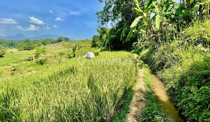 Jual Murah Tanah Sawah Produktif 2715 M2 di Darangdan Purwakarta 2