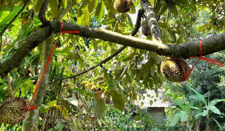 Jual Tanah 5000 M2 Kebun Durian Dan Manggis di Wanayasa Kiarapedes Purwakarta 2