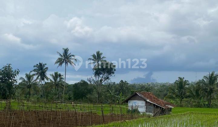 Dijual Tanah Sawah Pinggir Jalan Mobil Lokasi Sangat Strategis Dijual Tanah Sawah Pinggir Jalan Mobil Lokasi Sangat Strategis