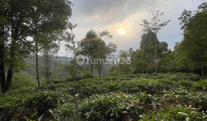 Dijual Murah Tanah Kebun Di Kampung Udara Dingin Bojong Purwakarta 2