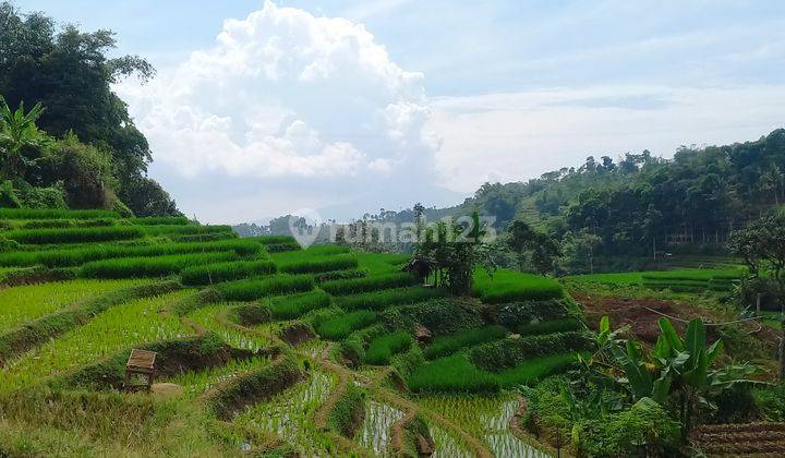 Jual Murah Tanah Sawah + Kolam Ikan 2167 M2 di Daerah Dingin Sumedang  2