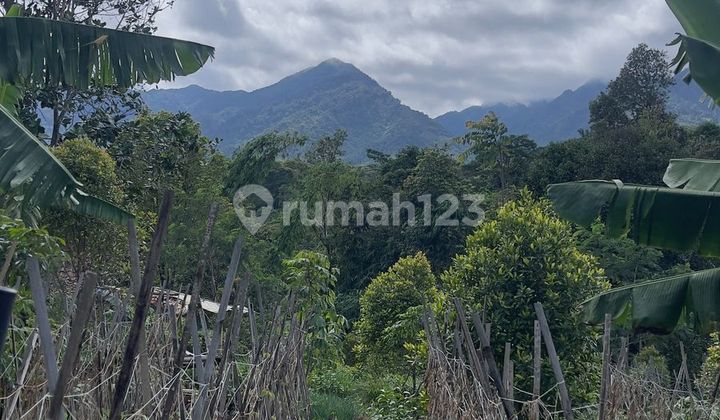 Jual Murah Tanah Kebun 8168 m2 Cengkeh dan Manggis di Bojong Purwakarta