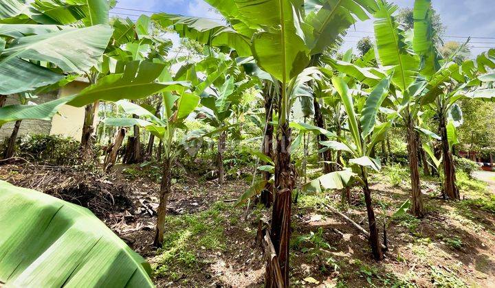 Tanah Kebun Pisang Dan Cengkeh Pinggir Jalan Daerah Dingin Purwakarta 2