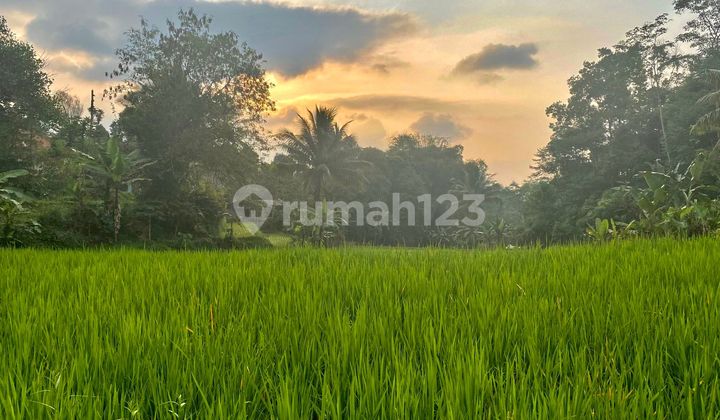 Tanah Sawah Di Perkampungan Jual Murah di Desa Pawenang Bojong Purwakarta