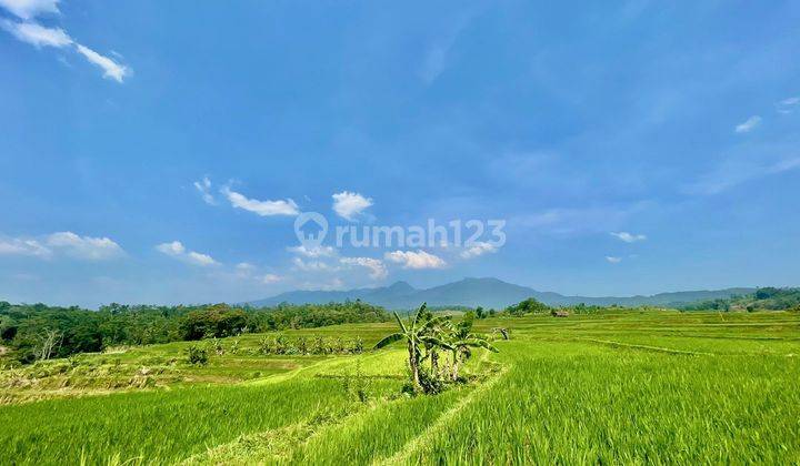 Jual Murah Tanah Sawah Produktif 2715 M2 di Darangdan Purwakarta 1