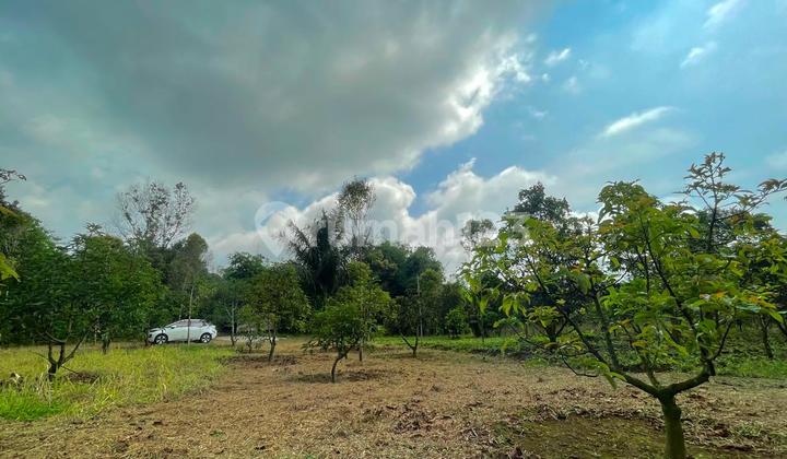 For Sale Mango & Clove Garden Land, Expandable in Purwakarta